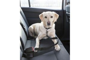 Pour la sécurité de votre animal de compagnie en voiture, l'attache ceinture permettra de protéger votre chien en cas d'accident