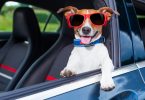 Apportez plus de confort et de sécurité à votre chien pour vos trajets en voiture avec notre selection d'accessoires dédiés.