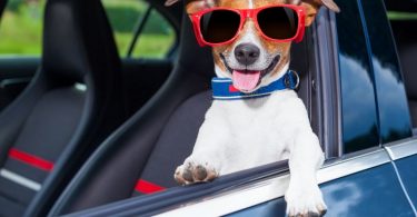 Apportez plus de confort et de sécurité à votre chien pour vos trajets en voiture avec notre selection d'accessoires dédiés.