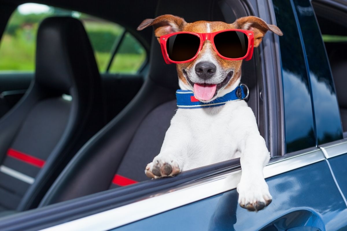 Ceinture Laisse de sécurité pour voiture pour chien - NOS 4 PATTES
